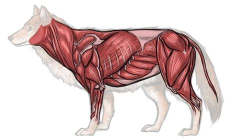 Part one of my dog studies. muscle+structure.JPG (1312×772) | Animal drawings, Dog ...