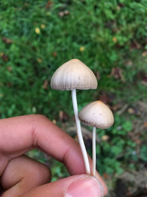 Check spelling or type a new query. Buy liberty caps mushroom