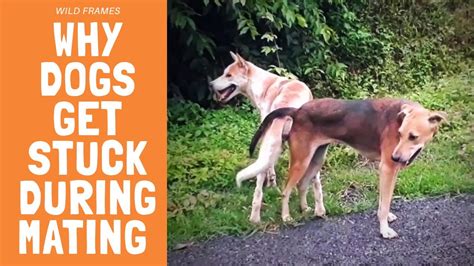 How long will two dogs who mate stay stuck together? Why Dogs Get Stuck During Mating..!? - YouTube