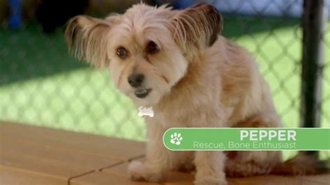 We did not find results for: VIP Pet Care TV Commercial, 'Clear the Shelters' - iSpot.tv