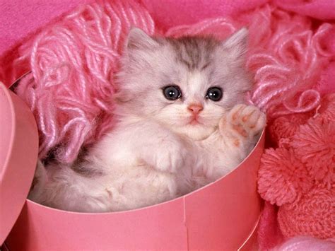 See more of cute wallpapers on facebook. Cute cat wallpapers