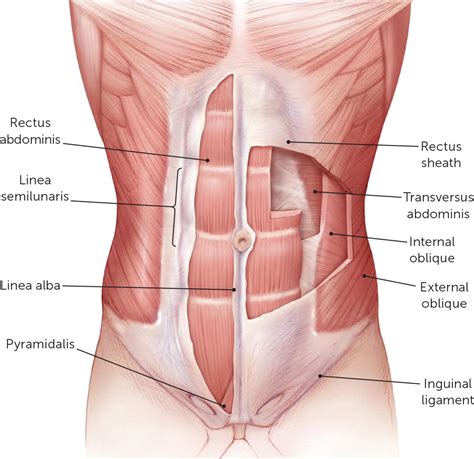 At the level of the pelvic bones, the abdomen. Bone Structure On Yhe Left Lower Abdomen : Learn ...