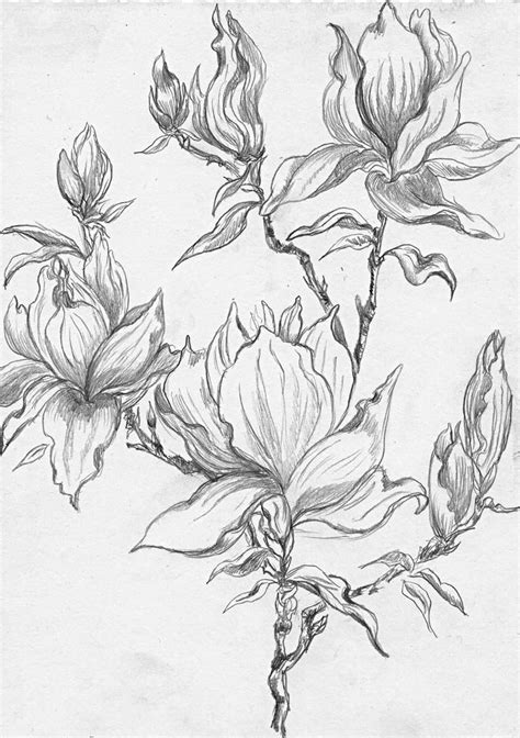 Download Flowering Magnolia Tree Stencil | Flower sketches, Flower ...