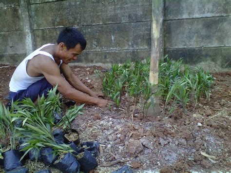 Rumput jepang menjadi salah satu jenis tanaman hias yang biasa di tanam di tanam. taman hias | tukang taman | pohon hias | rumput gajah mini ...