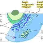Rer definition and function are described below: Endoplasmic Reticulum (Rough & Smooth): Structure ...