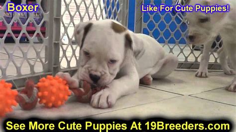 Maybe you would like to learn more about one of these? Boxer, Puppies For Sale, In, Kent, Washington, WA, Bainbridge Island, Mercer Island, Maple ...