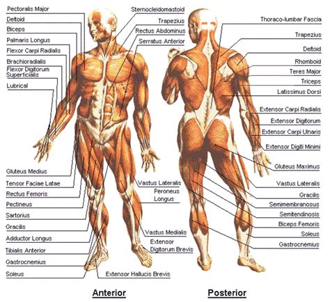 All about the anatomy and functions of your back muscles including rhomboids, lats, lumbar, and trap muscles. 9. Bodybuilding - Anatomy Chart (Interior and Posterior ...