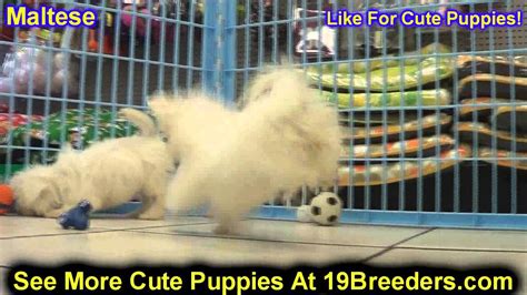 Adopt a rescue dog through petcurious. Maltese, Puppies, For, Sale, In, Clifton, New Jersey, NJ ...