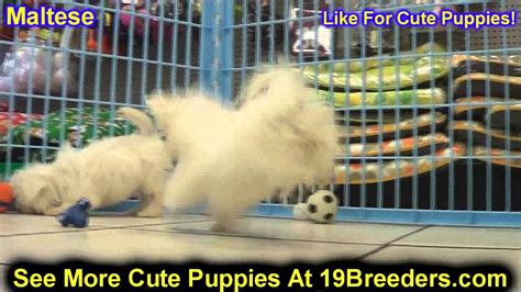 Maltese puppies are members of the when your maltese is still young, socialize your little pupper often to new sights, sounds and smells. Maltese, Puppies, For, Sale, In, Clifton, New Jersey, NJ ...