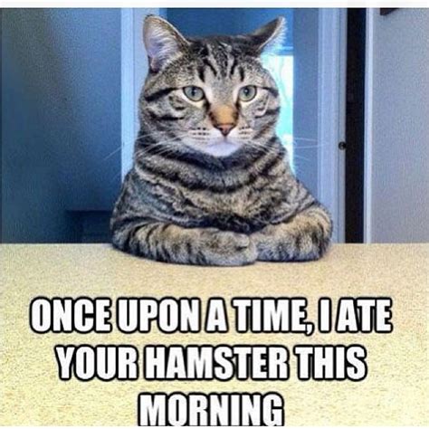 Silly Animal Memes | POPSUGAR Australia Love & Sex Photo 17 Animal most funny video of 2020.