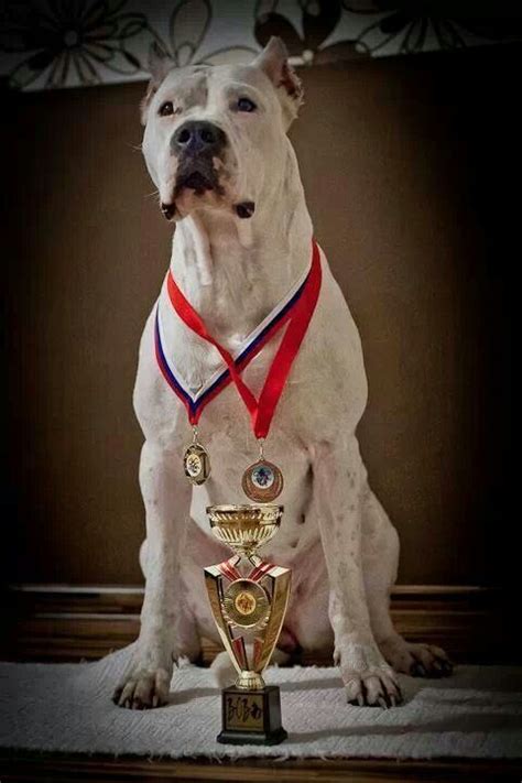This guide taught me what i needed to know as i was considering a few breeds. #Dogo Argentino champion | Dog argentino, War dogs, Dogs