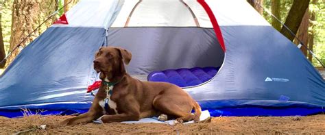 Best Dog Travel/Camp Beds Reviewed for 2020 - Petz