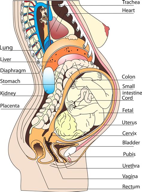 Internal human anatomy human body muscular system digestive system anatomy stomach. Female Anatomy Diagram Organs . Female Anatomy Diagram ...