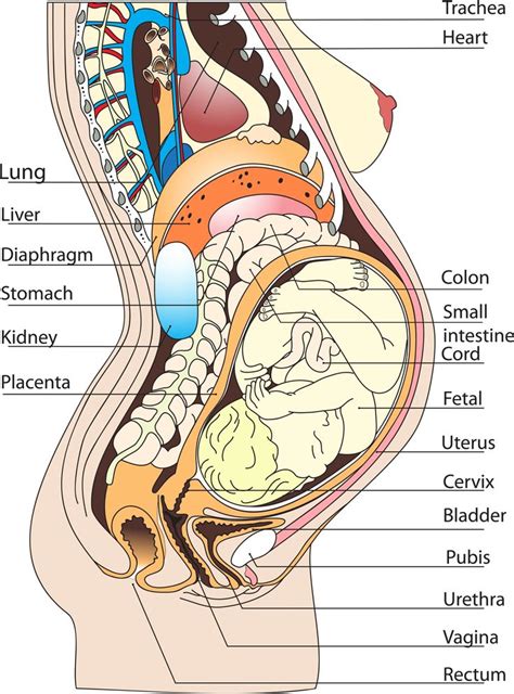 Variations of female reproductive anatomy often stem from dysfunction during development in utero. Female Anatomy Diagram Organs . Female Anatomy Diagram ...