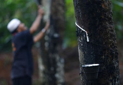 Update lengkap daftar harga bahan bangunan 2019. Harga Bahan Olahan Karet Anjlok, Bagaimana Nasib Petani ...