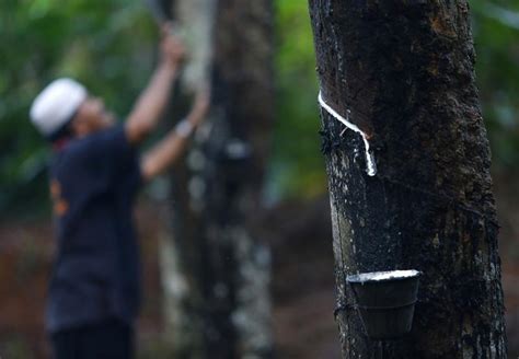 Update lengkap daftar harga bahan bangunan 2019. Harga Bahan Olahan Karet Anjlok, Bagaimana Nasib Petani ...