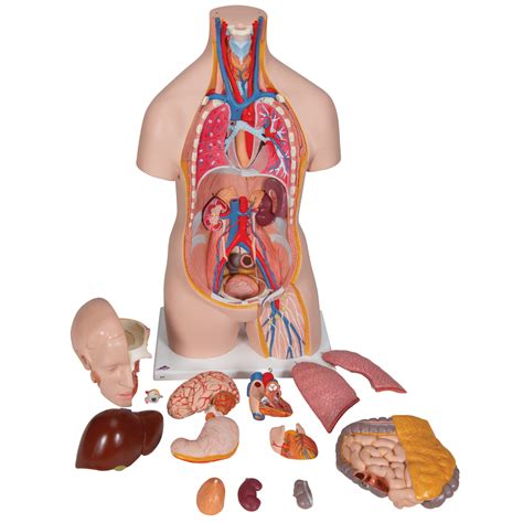 So, explore the human body with various diagram of human body with the. Human Torso Model | Life-Size Torso Model | Anatomical ...