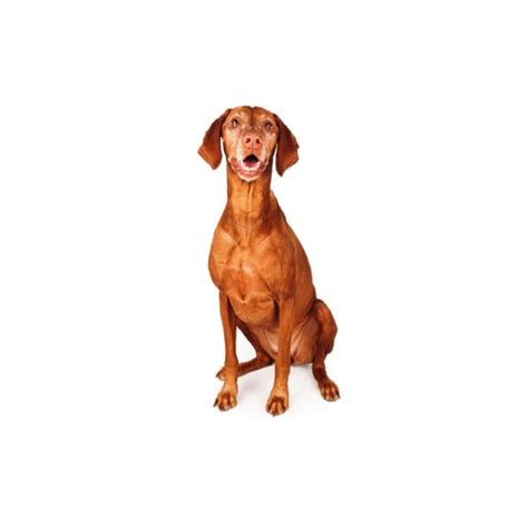Bred to follow the magyar hunters on horse back, they have an amazing stamina and require golden meadows retrievers offers vizsla puppies for sale that are in a number of training stages. Vizsla Puppies - Petland Jacksonville Florida