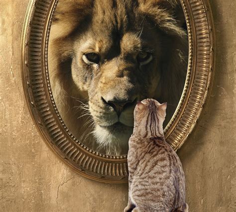 Susan schmitz photography cat with lion reflection in mirror. cat-looking-in-mirror-sees-lion - Glints