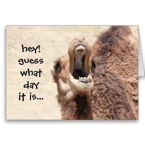 Camel hump day wednesday decorative fun universal household signs from. Pin on Birthday Cards