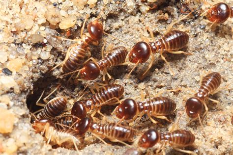 There are 4 primary types of termites in the united states, each with their own unique behavioral tendencies requiring their own unique treatment efforts. Fluvanna Pest Control - Ashcraft Termite and Pest