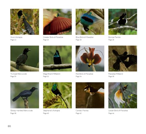 Birds of Paradise: A Coloring Expedition – Cornell Lab ...