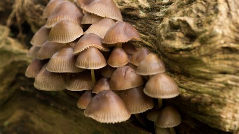 Grzyby halucynogenne nasilają też odczucia i zmieniają sposób postrzegania własnej osoby i otoczenia. Psylocybina zawarta w grzybach może przeciwdziałać ...