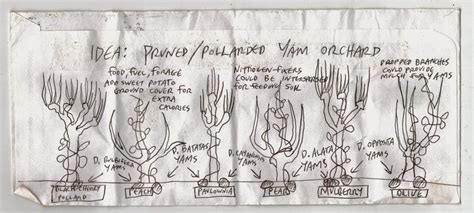 Never top or head branches or trees!!! African Yams, Fruit Tree Pollarding, Mini-Orchard Idea ...