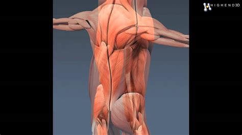 Anatomy of the human body. Human Female Body, Muscular, Respiratory System and ...