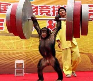 The 2014 winter olympics arrive shortly, so naturally, olympians are cramming their last bit of not to feel left out, cute animals around the world have hit the gym to prep for the big competition. 96 Examples of Monkey Business