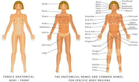 Identify and label figures in turtle diary's fun online game, human body parts labeling! Pictures: human body female | Male and female anatomical ...