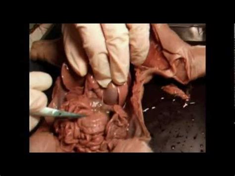 A piglet from a pet store or farm might seem cute consider getting two or more pigs instead of just one. Fetal Pig Dissection Part 2- Endocrine System - YouTube