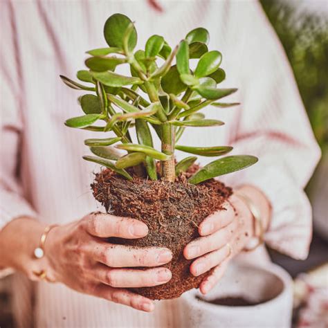 Conoce sobre este hermoso cactus: Consejos y trucos para el cuidado adecuado de los cactus y ...