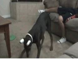 Enjoy our hd porno videos on any device of your choosing! Humorous animated gifs of dogs | Motley Dogs