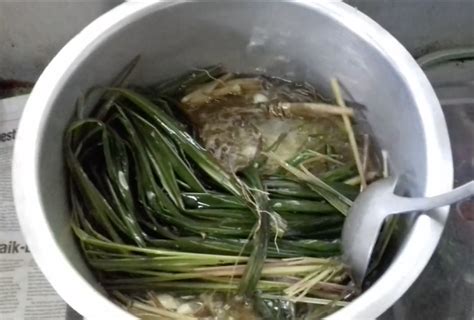 Serai dapur atau biasa kita sebut dengan lemongrass, nama tersebut diambil. Nak Hasilkan 'Homemade' Minyak Serai Wangi, Ikut 6 Langkah ...