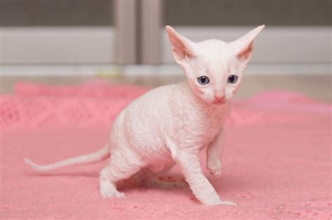 In the mean time if you would like to learn more about adoption checkout our. White Cornish Rex kittens for sale(all reserved ) | Boston ...