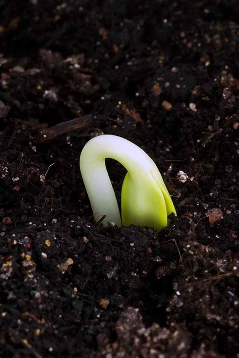 Make sure there is at least 1 drainage hole in the bottom of the pot so that excess water has somewhere to go. How to Start Annuals Indoors from Seed | Gardener's Path