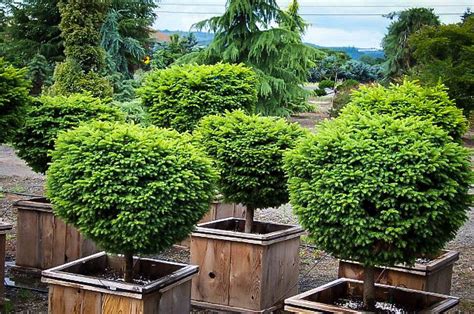 In recent decades, container seedling production has increased and there has also been a subsequent increase in damage caused by gray mold 6, 7. Little Gem Norway Spruce Tree Form For Sale Online | The ...