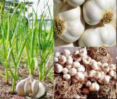 Maraknya petani bawang putih di indonesia dikarenakan permintaan pasar yang selalu ada dan banyak. Nuansa Modoinding: Legenda Si Bawang Putih dan Cara ...