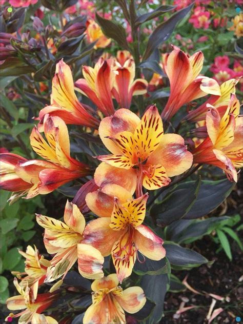 The summer season in india owing to temperatures more than 30 degrees is the peculiar season where you need immediate getaways and what's better than relaxing in your own garden of summer flowers blooming and. Alstroemeria 'Inticancha Indian Summer' di 2020