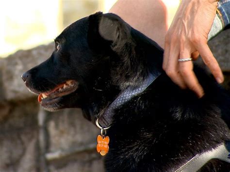 People able to yet places easier in saskatchewan with the pets. No, Your Dog is Probably Not an Emotional Support Animal ...