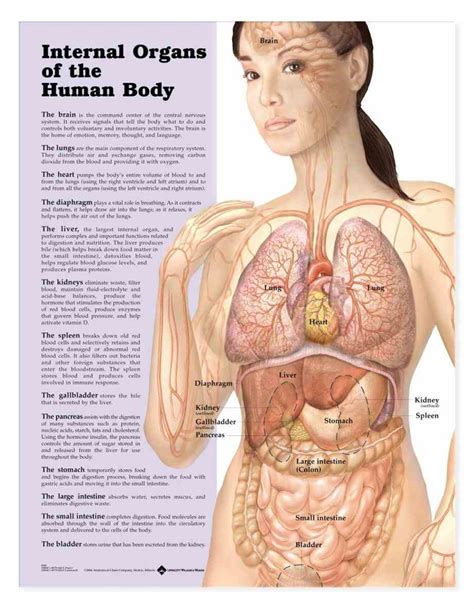 Basic outline and examples of female body are provided in the following female body diagrams. Female Body Organs Diagram Anatomy | MedicineBTG.com