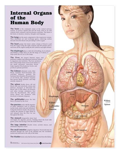 On average, male brains are about 10% larger than female brains, according to northwestern. Female Body Organs Diagram Anatomy | MedicineBTG.com