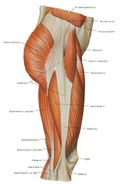 Detailed anterior, lateral and posterior views.men sports fitness training. Thigh muscles side view (With images) | Human muscle ...