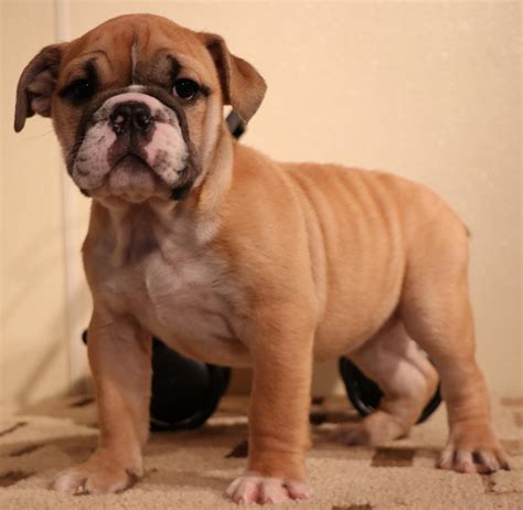 Get a boxer, husky, german daphne's lovely litter of 8 purebred english bulldog puppies born january 19! CO English Bulldog puppies for sale