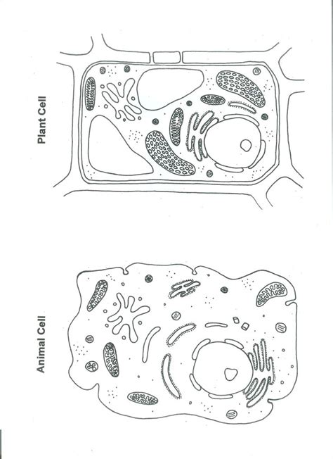 Colored labeled animal cell coloring. Animal Cell Coloring Page - Coloring Home