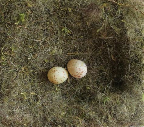 Ook kan de koolmees ervoor kiezen de winter in een warmer land door te brengen. Nest Van Een Koolmees Met Twee Verlaten Eieren Stock Foto ...