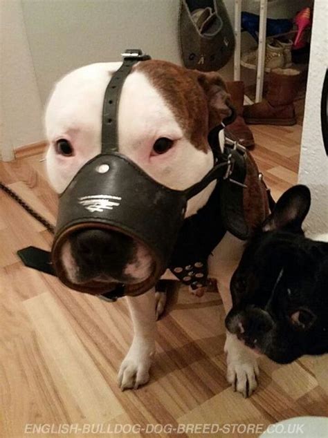 It gives your dog plenty of air due to a. Anti-Barking Muzzle for American Bulldog