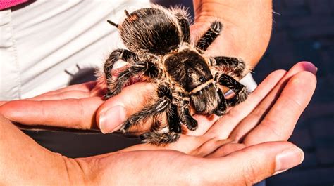 However, the vast majority of species stay small enough to be safely and comfortably housed in a standard 5 gallon terrarium. The Beginners Guide to Keeping Tarantulas as Pets ...