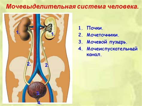 Острые, хронические инфекции мочевыводящих путей(ИМП) у взрослых | ЭТТА ...
